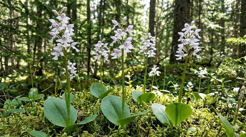 Round-leaved Orchis